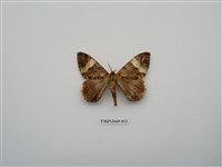 藏品(尺蛾211)的圖片